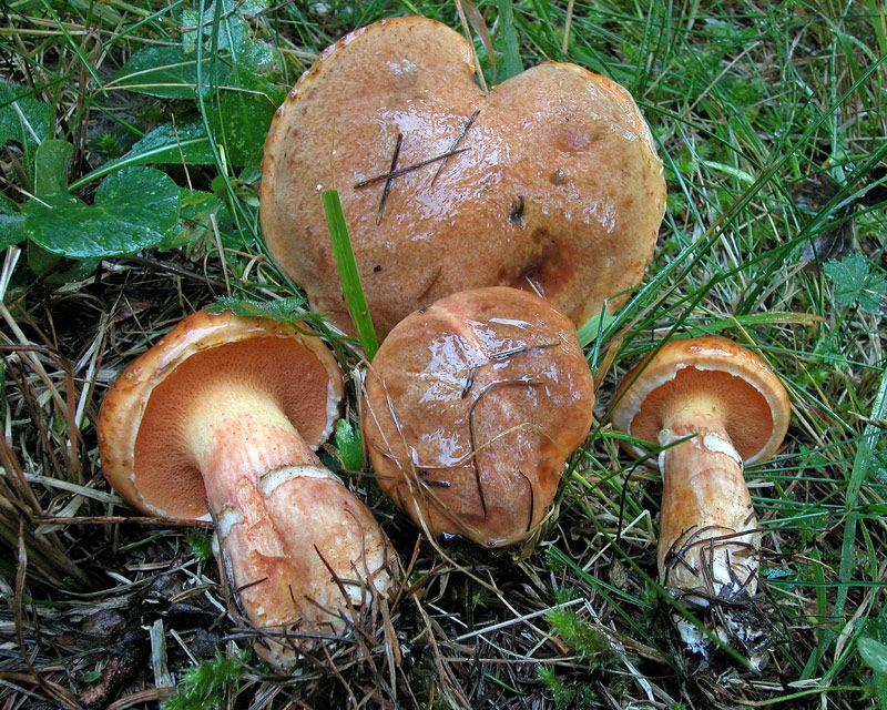 tridentinus.jpg