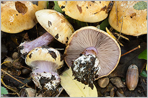 Cortinarius vesterholtii min.jpg