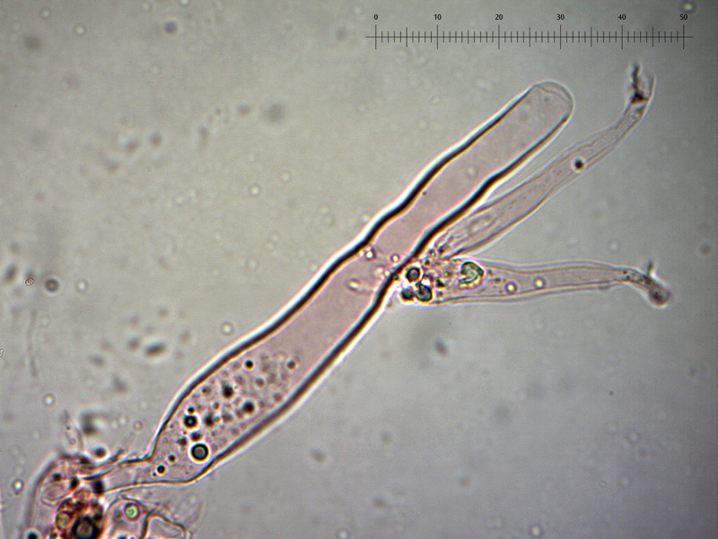 Mycopan-scabripes-cheilo-1 R.C.jpg