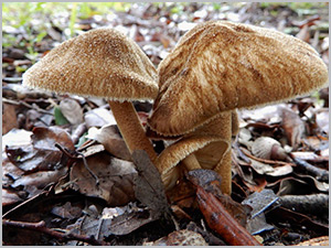 Pluteus umbrosus min.jpg