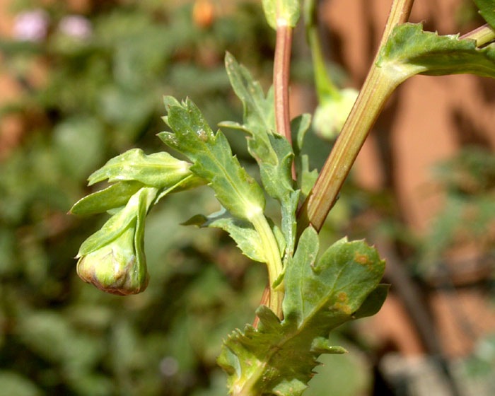 chrisanthemum_segetum3456.jpg