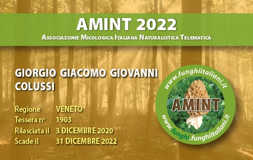 Tessera-AMINT-1903-2022.jpg
