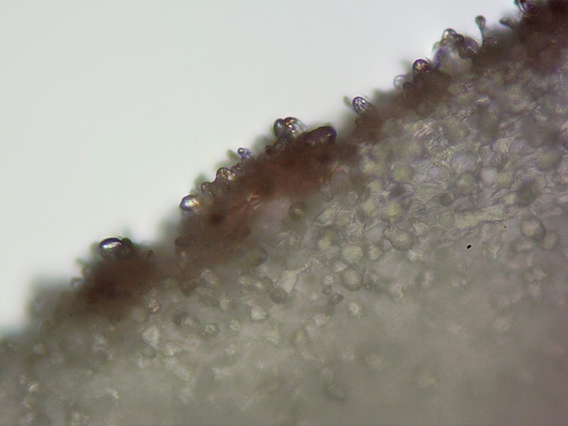 Psathyrella-bipellis-42-6-Filo-lamella-H2O-400x.jpg