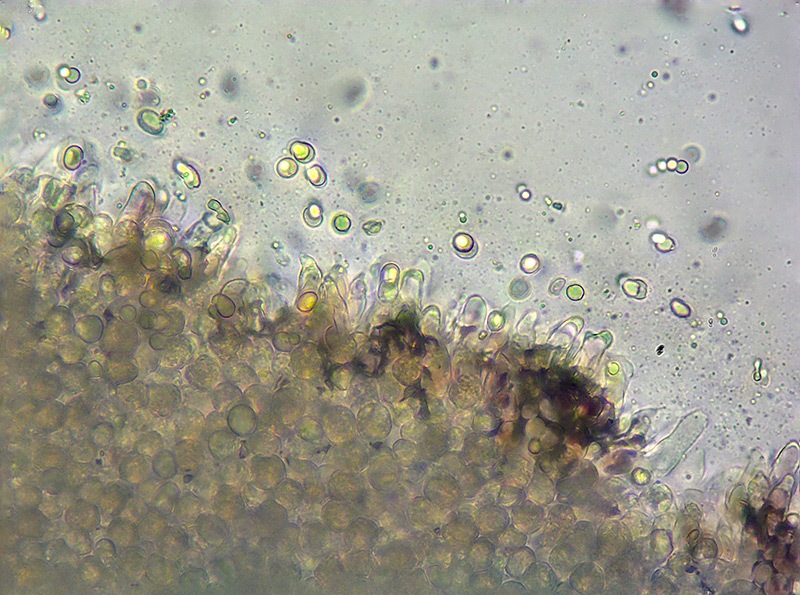 Psathyrella-bipellis-51-9-Filo-lamella-H2O-400x.jpg