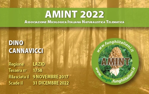 Tessera-AMINT-1758-2022.jpg
