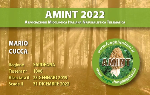 Tessera-AMINT-1808-2022.jpg