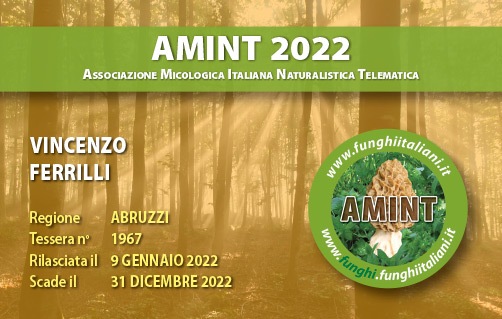 Tessera-AMINT-1967-2022.jpg