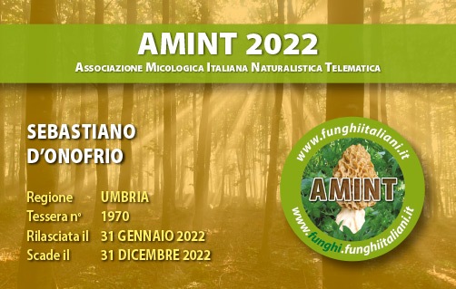 Tessera-AMINT-1970-2022.jpg