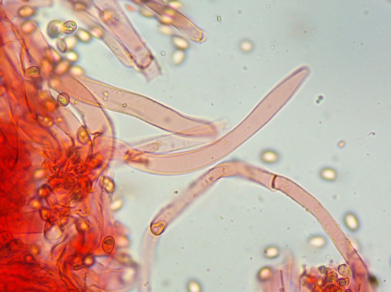 Tubaria-sp-40-1b-Lamella-400x.jpg