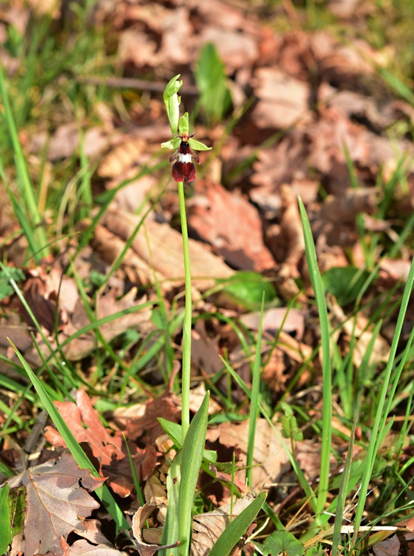 Ophrys insectifera L. 1753. 4.jpg