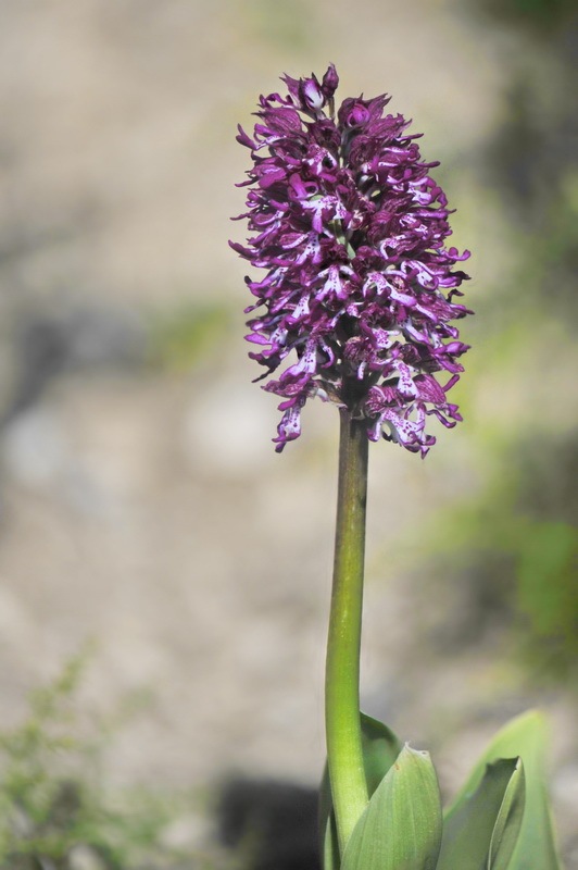 1180572166_Orchis_angusticruris.jpg.19303b5fc7f6a28d0706943bc11772f4.jpg