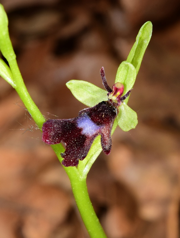 Ophrys insectifera L. 1753. 3.jpg
