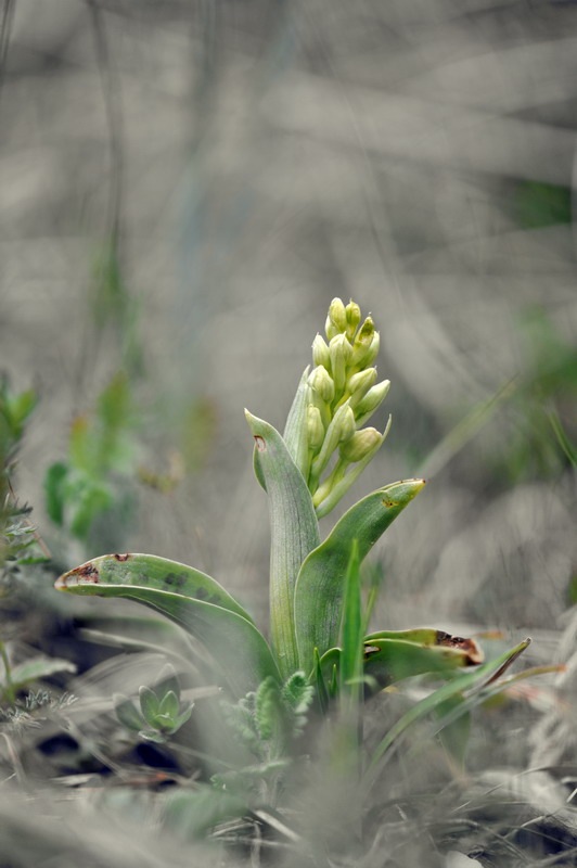 1220453194_Orchis_plessidiaca.jpg.a47bd5ea3a24e77c2b96bb7b0f1f8401.jpg