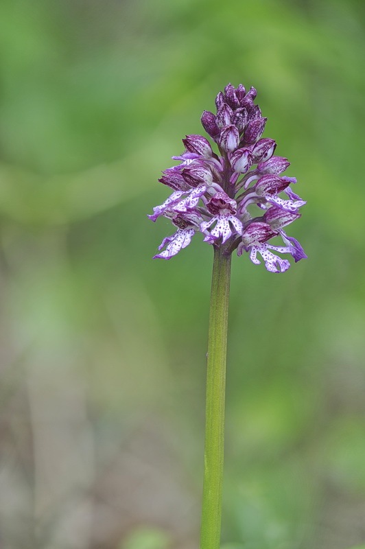 1878410960_Orchis_hybrida.jpg.cab53ee7b2a00a063779848047bfa66e.jpg