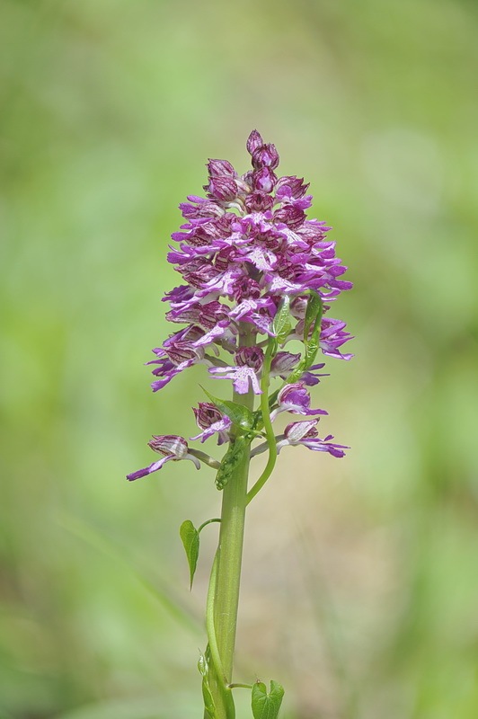 2124708414_Orchis_hybrida1a.jpg.e3a23665ef9796309c2fffa450d665a1.jpg