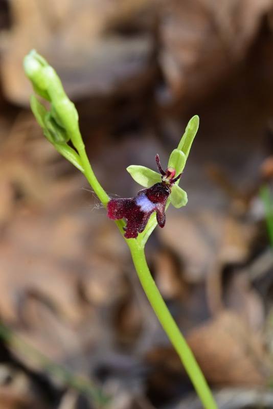 Ophrys insectifera L. 1753. 1.jpg