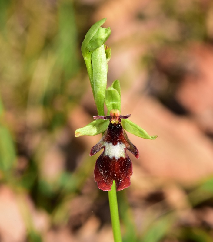 Ophrys insectifera L. 1753. 5.jpg