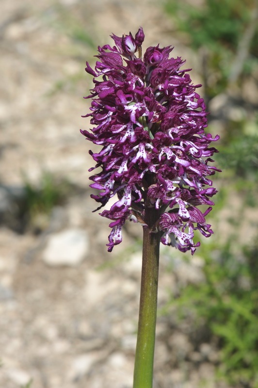 628467186_Orchis_angusticruris3.JPG.d7769210fcf361b558bc2627042bc0e5.JPG