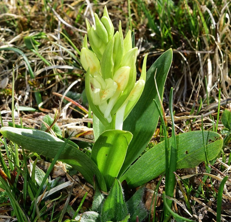 Dactylorhiza sambucina (L.) Soò 7.jpg