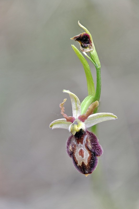 920661164_Ophrys_pseudobertolonii.jpg.14db300e006e3fe62fab3c47379dacaa.jpg