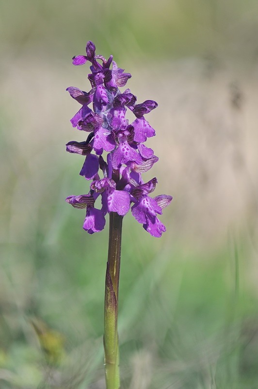 Anacamptis_morio.jpg.e4f23fe5b0e175f62371b0985dd96214.jpg