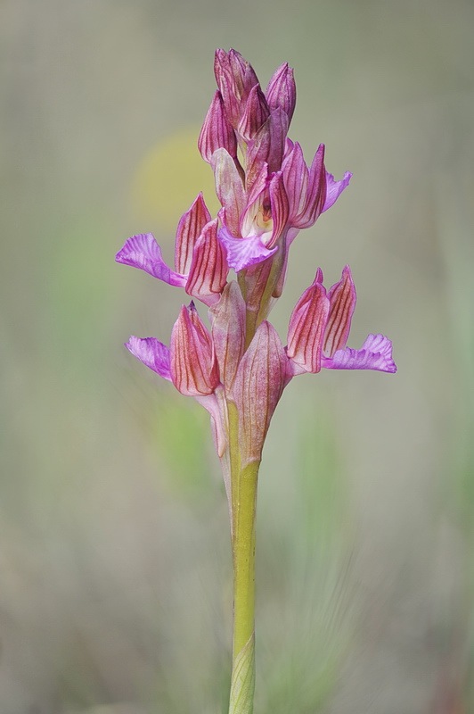 Anacamptis_papilionacea1.jpg.8ab67d468d5ba490b7dd794fe181fc61.jpg