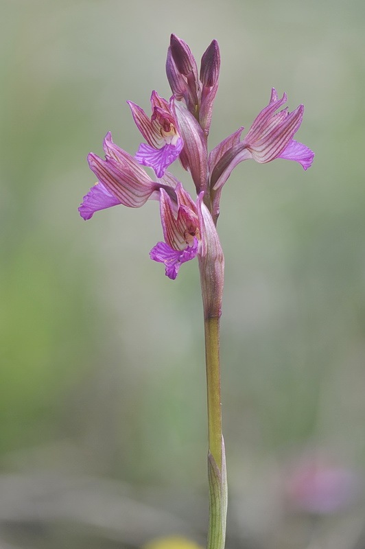 Anacamptis_papilionacea2.jpg.76b3ae2080da7ad3f59f44ae9c45d997.jpg