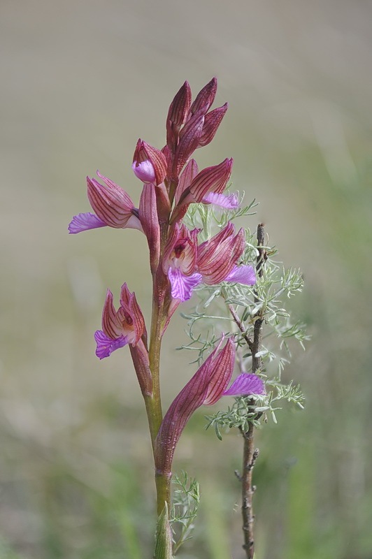 Anacamptis_papilionacea3.jpg.4d0d6a32e0f9e6f6ace8b0e627f69f7b.jpg