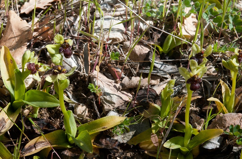 Ophrys-bombyliflora-7938_43_2022.jpg
