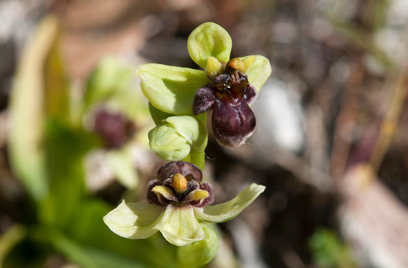 Ophrys-bombyliflora-7944_49_2022.jpg