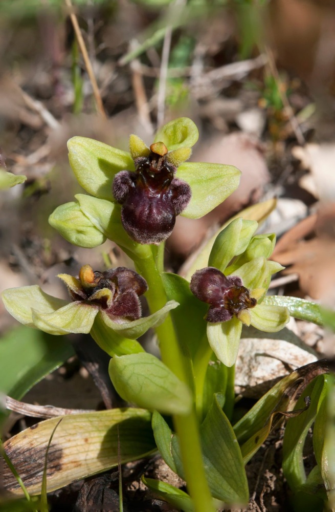 Ophrys-bombyliflora-7965_74_2022.jpg