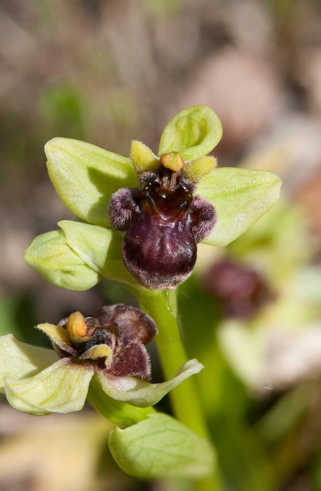 Ophrys-bombyliflora-7975_81_2022.jpg