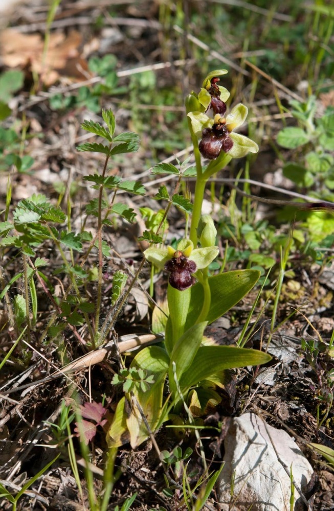 Ophrys-bombyliflora-8011_14_2022.jpg