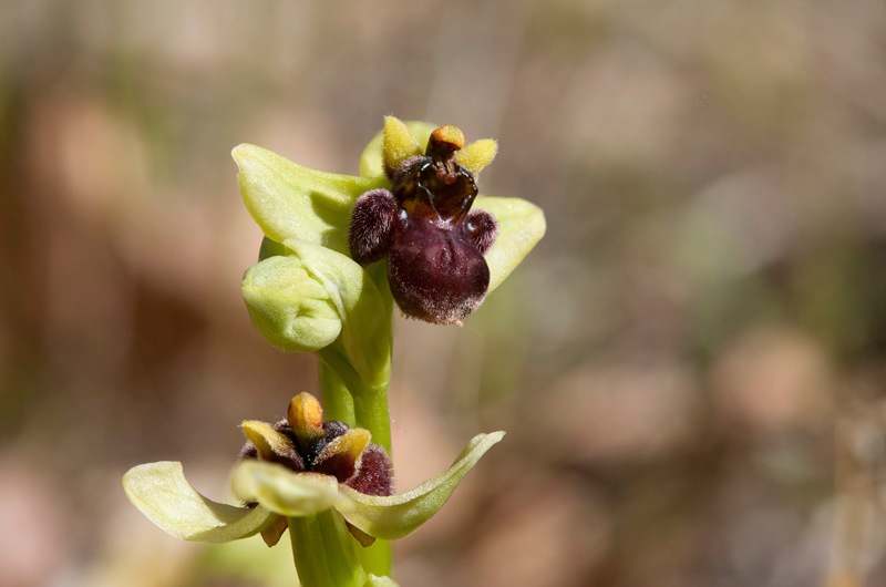 Ophrys-bombyliflora-8055_62_2022.jpg