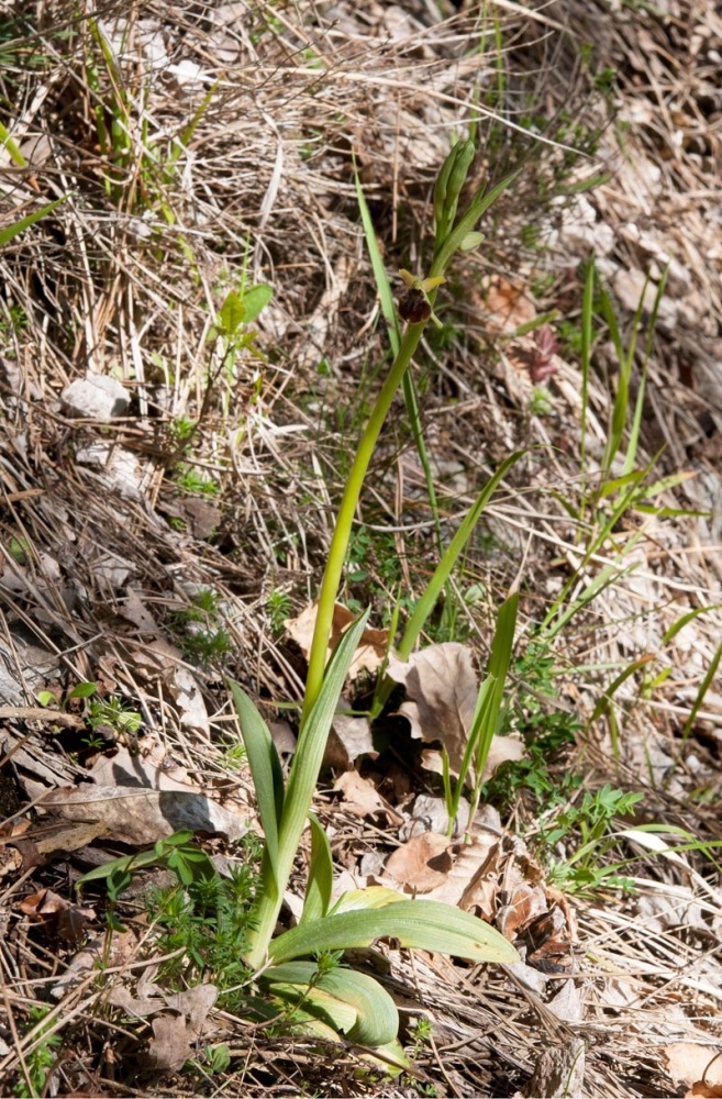 Ophrys-sphegodes-subsp-classica-7535_37_2022.jpg