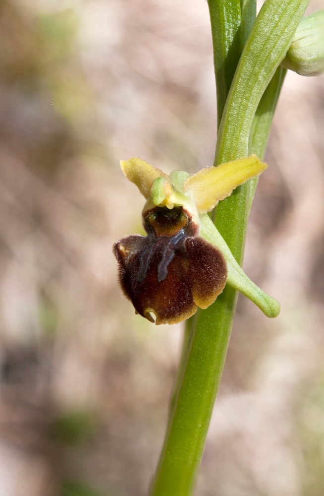 Ophrys-sphegodes-subsp-classica-7538_46_2022.jpg