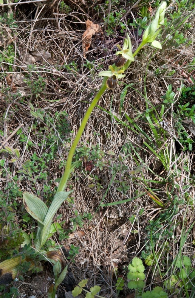 Ophrys-sphegodes-subsp-classica-7554_55_2022.jpg