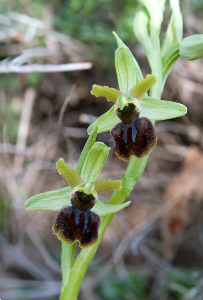 Ophrys-sphegodes-subsp-classica-7565_73_2022.jpg