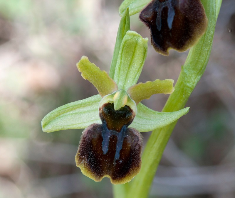 Ophrys-sphegodes-subsp-classica-7586_92_2022.jpg