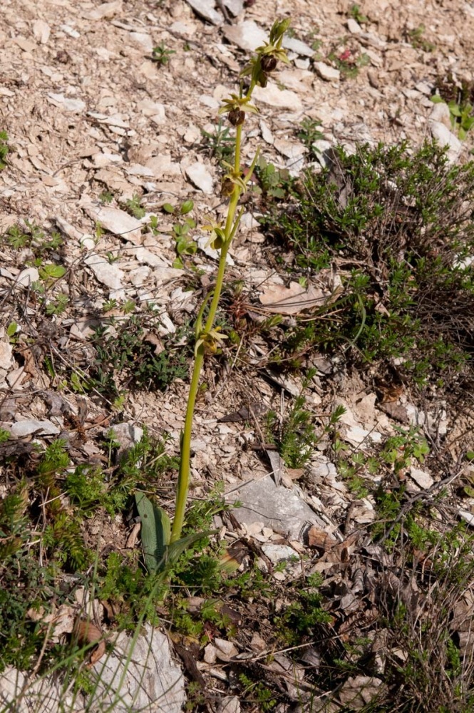 Ophrys-sphegodes-subsp-classica-7607_2022.jpg