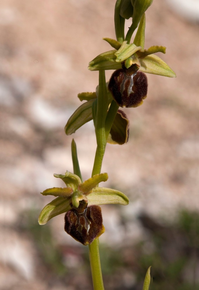 Ophrys-sphegodes-subsp-classica-7610_17_2022.jpg