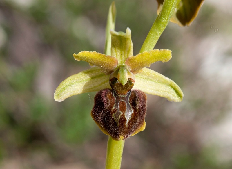 Ophrys-sphegodes-subsp-classica-7625_30_2022.jpg