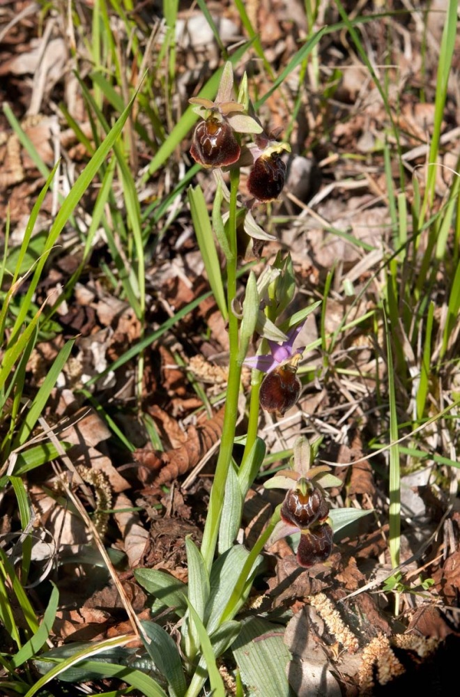 Ophrys-xcamusii-7744_47_2022.jpg
