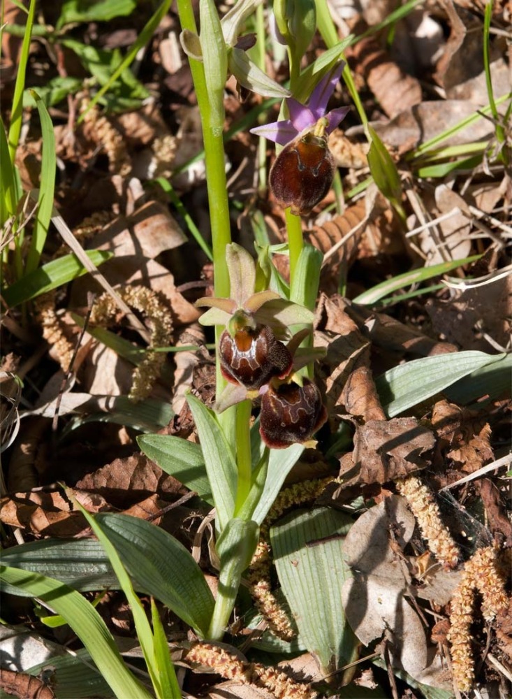Ophrys-xcamusii-7752_56_2022.jpg