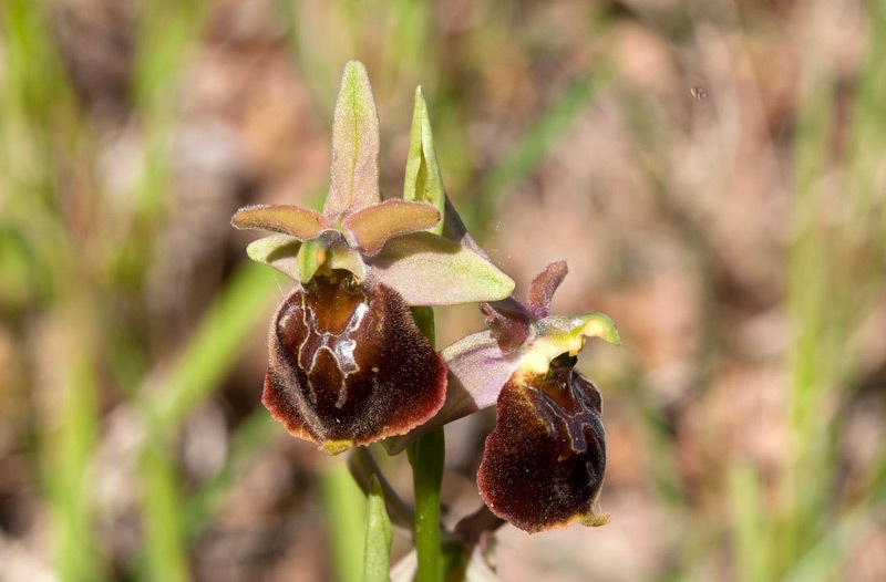 Ophrys-xcamusii-7777_82_2022.jpg