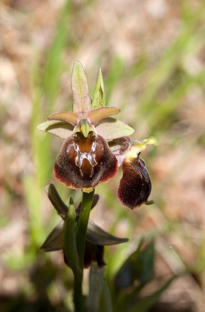 Ophrys-xcamusii-7783_89_2022.jpg