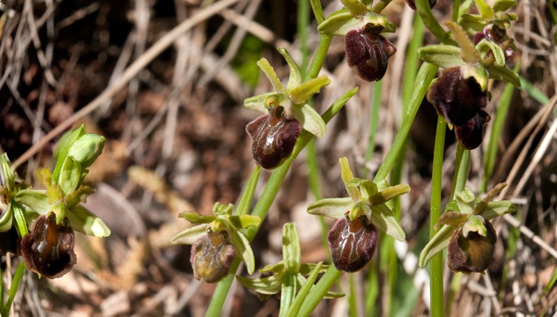 Ophrys-xcamusii-7809_10_2022a.jpg
