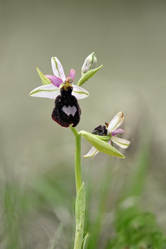 Ophrys_benacensis.jpg.eeffa885d07f7bb6e3417682bb522dae.jpg