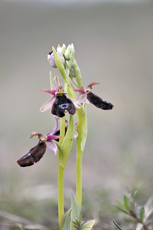 Ophrys_benacensis1.jpg.9d7fdfeba003b094b1683161aa7cd8fa.jpg