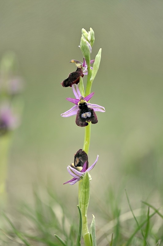 Ophrys_benacensis3.jpg.00739fa42ade1b053490ac584b3ba95e.jpg